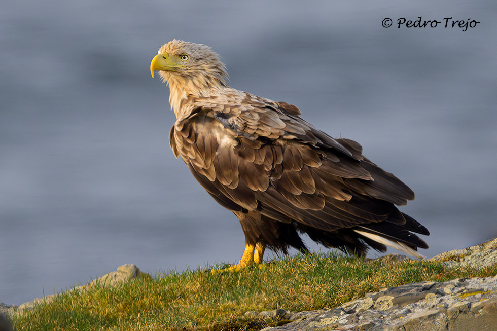 Pigargo europeo (Haliaeetus albicilla)